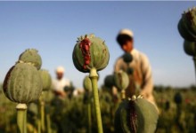 کاهش کشت خشخاش در افغانستان/«هلمند به تنهایی می‌تواند کل تقاضای جهانی خشخاش را تأمین کند»