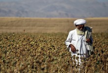 افسانۀ کاهش کشت تریاک  در افغانستان