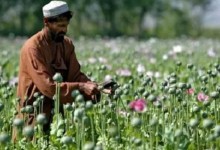 امریکا  برنامۀ انهدام مراکز تولید مواد مخدر در افغانستان را لغو کرد