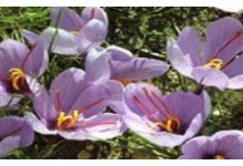 میزان تولید زعفران در هرات  ۶۰  درصد افزایش یافته است