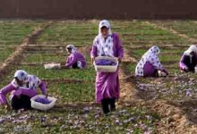موفتا: کشاورزان افغانستان زعفران را جایگزین تریاک نمی‌دانند