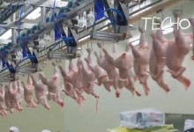 وزارت زراعت: در برابر مافیای محصولات مرغ عقب‌نشینی نمی‌کنیم