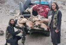 شکار آهوان مارکوپولو توسط افراد نظامی طالبان